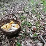 Chaleureux Des Brocards Aux Pieds Des Sapins 3 Etoiles *