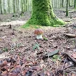 Chaleureux Des Brocards Aux Pieds Des Sapins 3 Etoiles Дом отдыха *