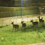 Chaleureux Des Brocards Aux Pieds Des Sapins 3 Etoiles Дом отдыха *