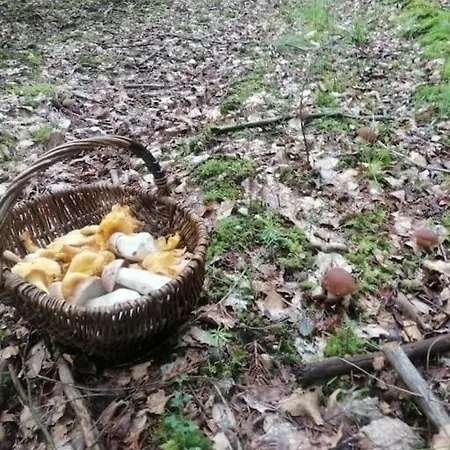 Chaleureux Des Brocards Aux Pieds Des Sapins 3 Etoiles *