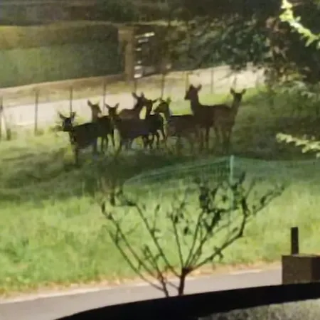 Сasa de vacaciones Chaleureux Des Brocards Aux Pieds Des Sapins 3 étoiles