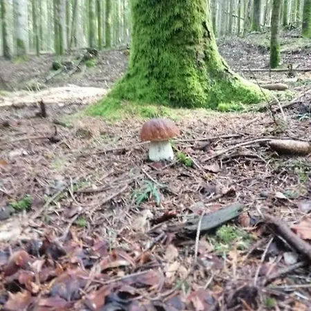 Chaleureux Des Brocards Aux Pieds Des Sapins 3 étoiles Сasa de vacaciones *