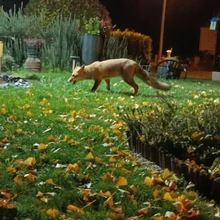 Сasa de vacaciones Chaleureux Des Brocards Aux Pieds Des Sapins 3 étoiles *