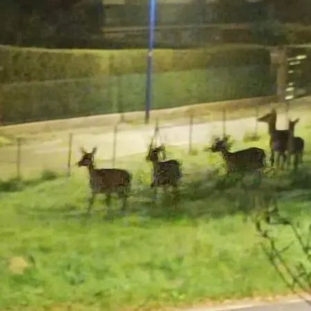 Chaleureux Des Brocards Aux Pieds Des Sapins 3 étoiles Сasa de vacaciones *