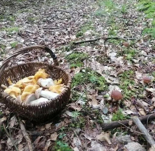 Chaleureux Des Brocards Aux Pieds Des Sapins 3 Etoiles *