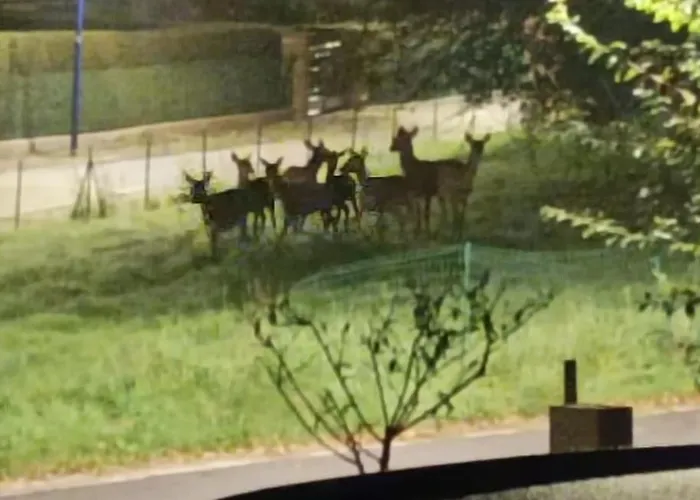 Prázdninový dům Chaleureux Des Brocards Aux Pieds Des Sapins 3 Etoiles