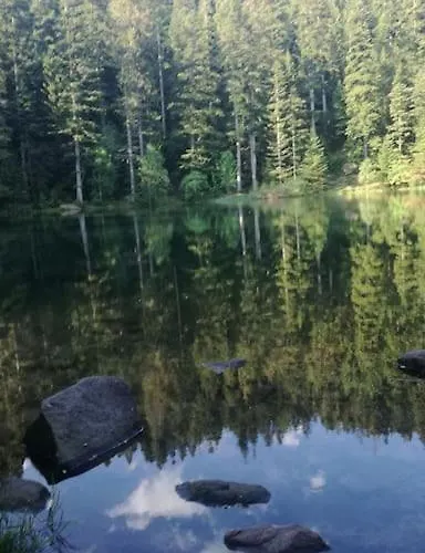 Chaleureux Des Brocards Aux Pieds Des Sapins 3 Etoiles