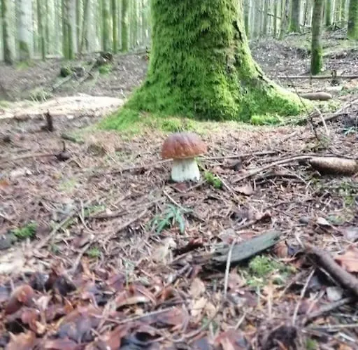 Chaleureux Des Brocards Aux Pieds Des Sapins 3 Etoiles Prázdninový dům *