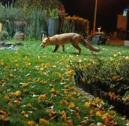 Prázdninový dům Chaleureux Des Brocards Aux Pieds Des Sapins 3 Etoiles *