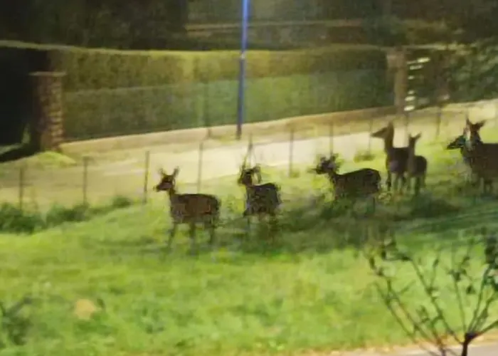 Chaleureux Des Brocards Aux Pieds Des Sapins 3 Etoiles Prázdninový dům *