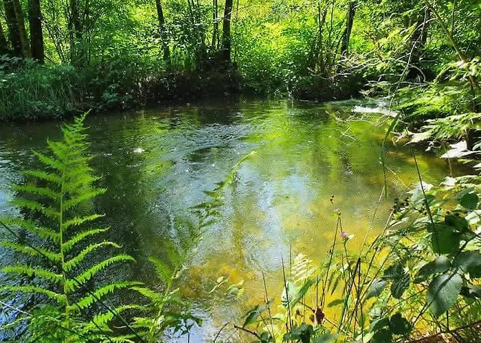 Chaleureux Des Brocards Aux Pieds Des Sapins 3 Etoiles Allarmont